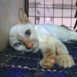 AnimalCruel_Cat2 AnimalCruel_Cat2