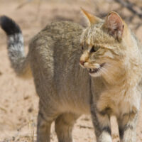 AfricanWildcat AfricanWildcat