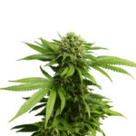 Marijuana8